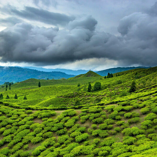 ASSAM – MEGHALAYA, 7 DAYS/6 NIGHTS,